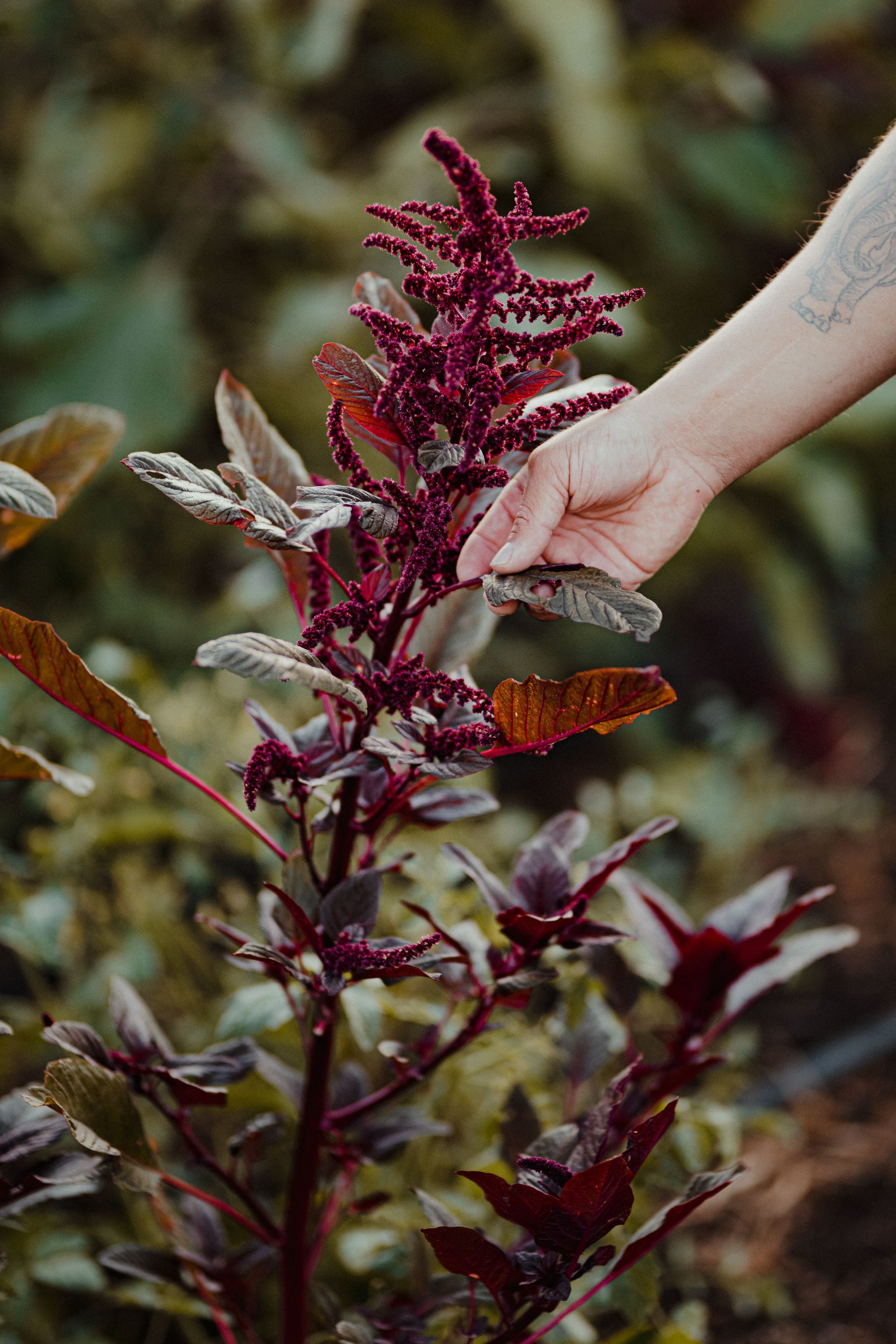 Person's hand touching a tall red amaranth plant in a garden. The plant has red leaves and flowers.