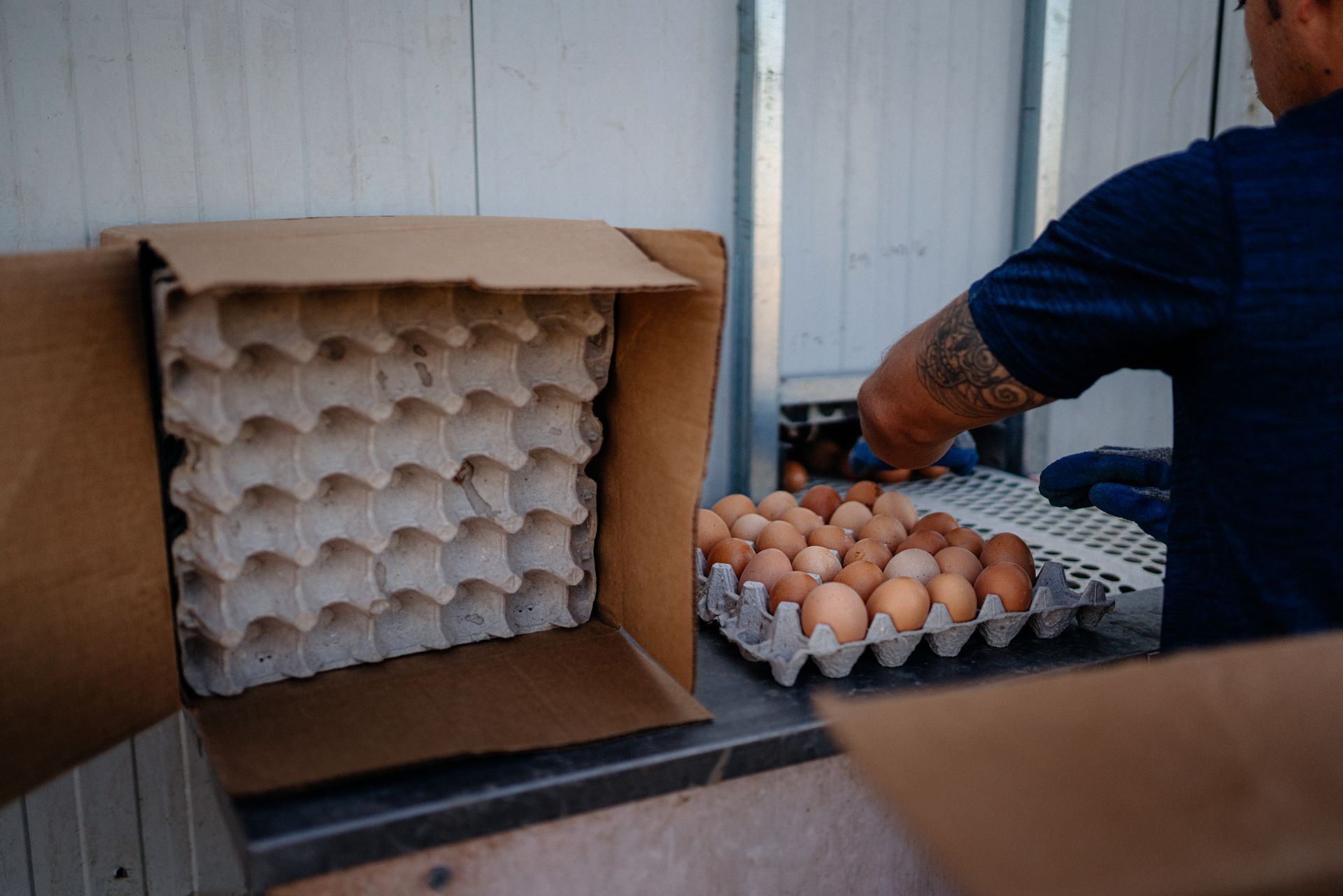 Person placing eggs into cardboard egg cartons in a warehouse setting.