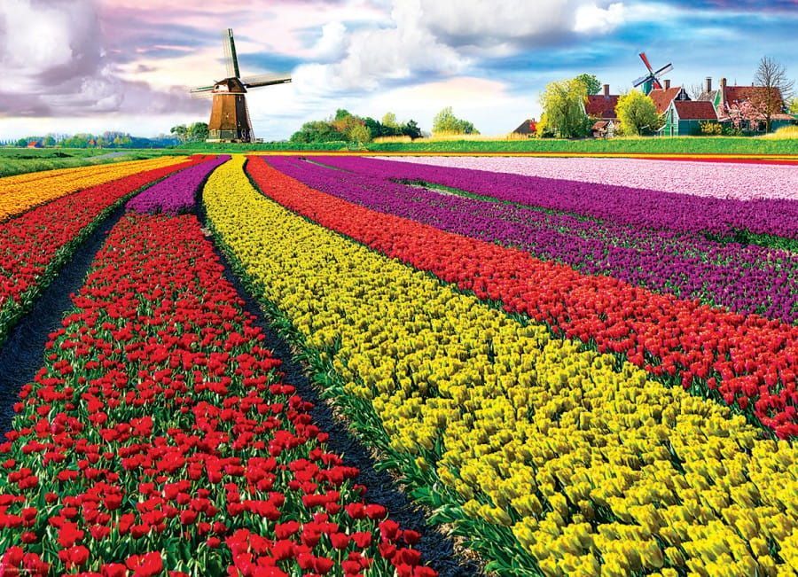 Eurographics; Tulip Fields Netherlands (1000) (Toptitel)