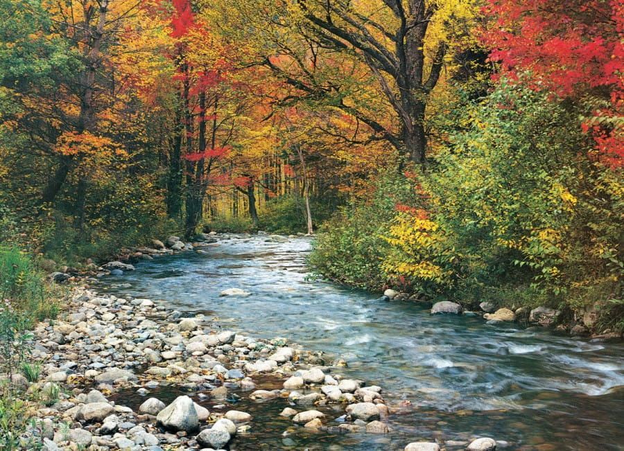 Eurographics; Forest Stream (1000)