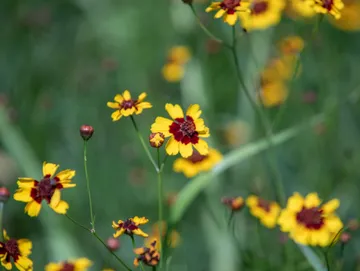 A bunch of yellow flowers with red centers are growing in a field.