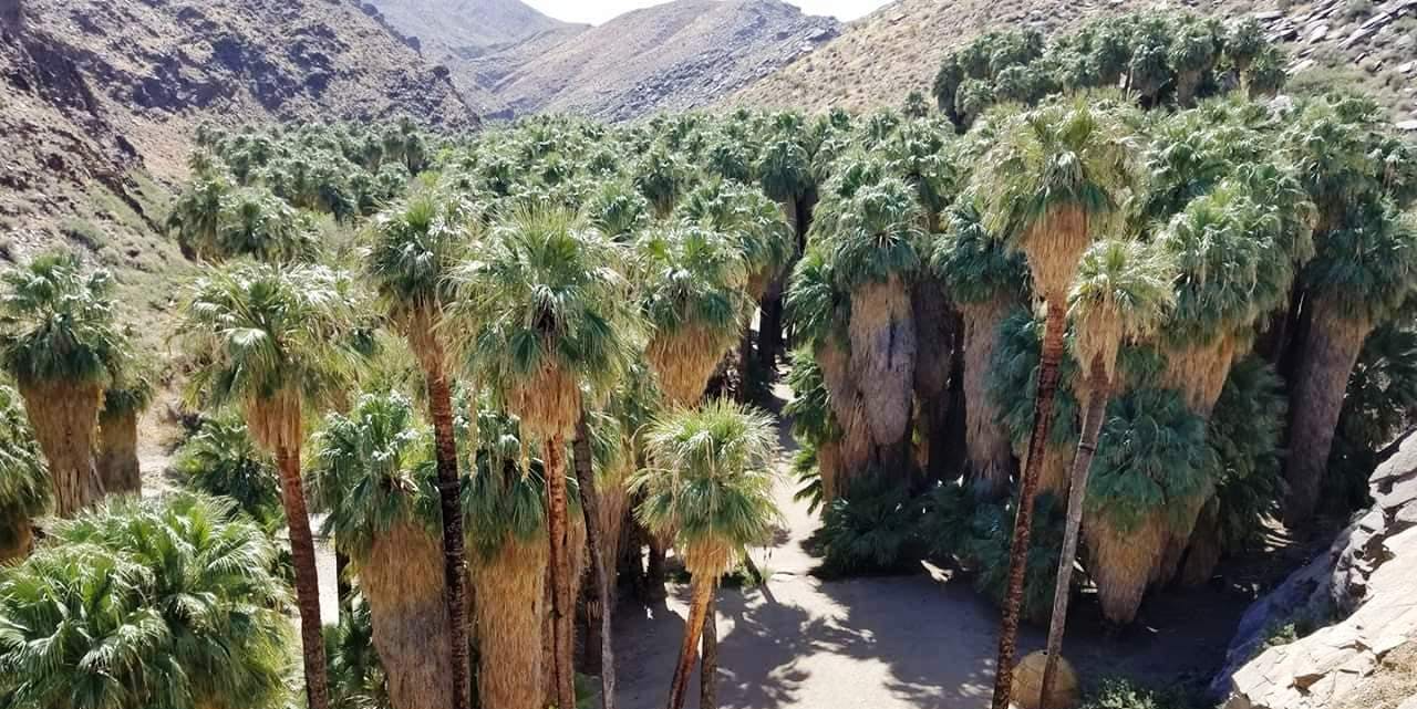 An overhead shot of Palms Springs Indian Canyon