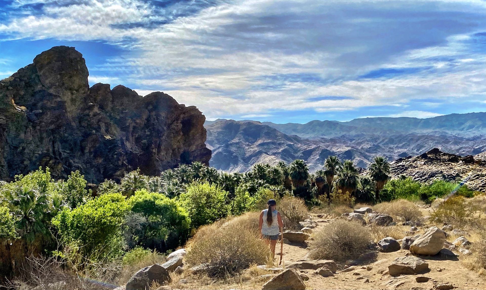 Joshua trees and bushes on rocks in the Indian Canyon