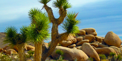 Joshua tree in desert in smooth rocky area