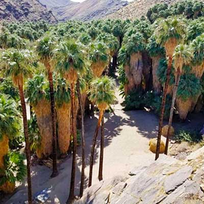 Top view of green tall trees
