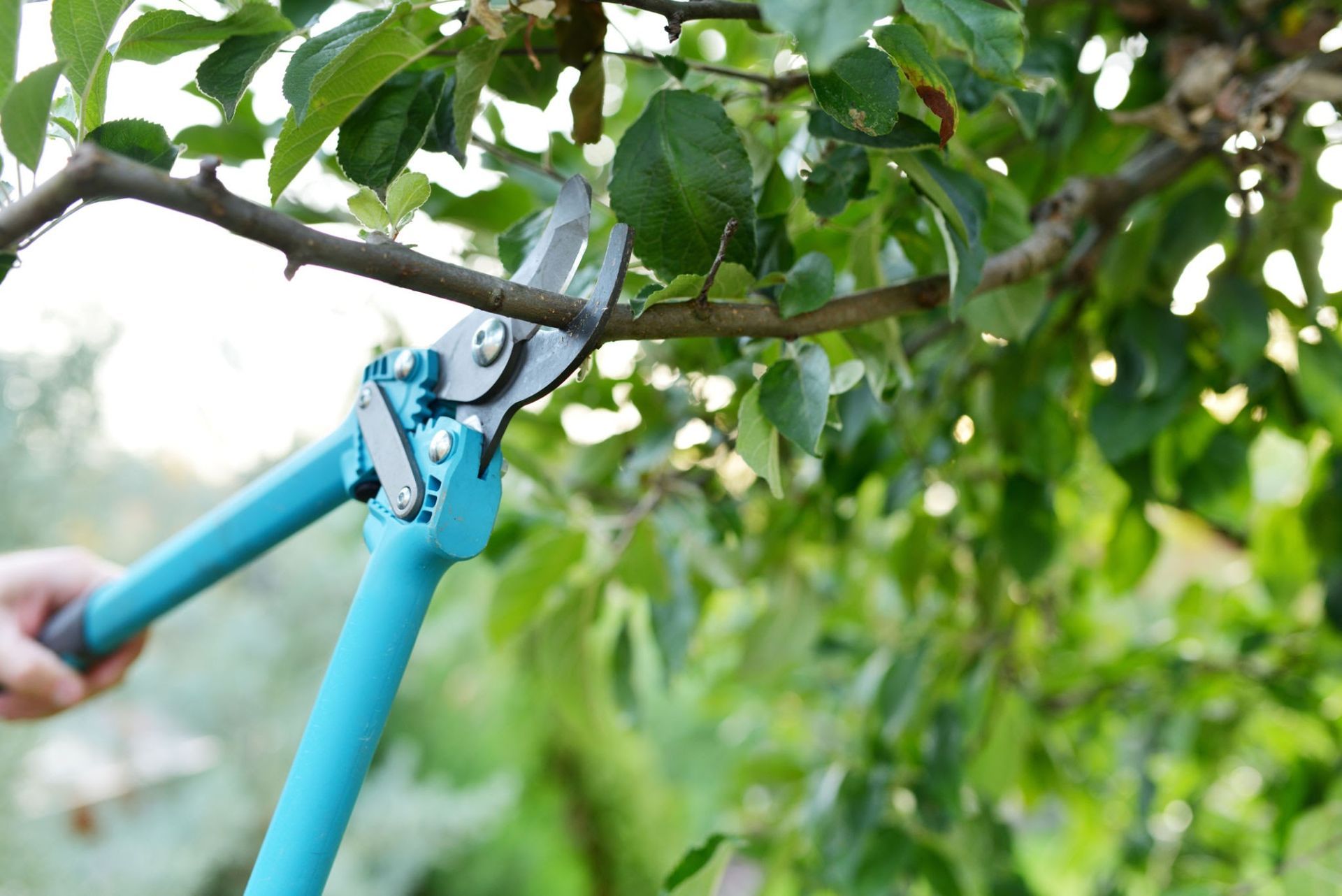 A person is cutting a tree branch with a pair of scissors.