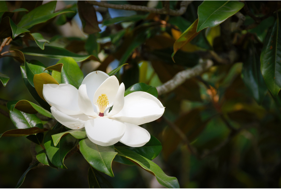 A picture of a magnolia flower with green leaves around it.