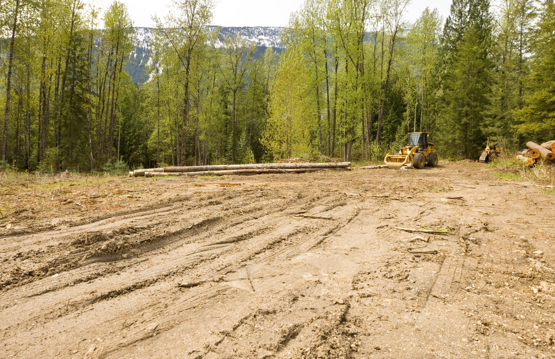 Cleared muddy area with logs, bulldozer, and trees in background, likely for logging.