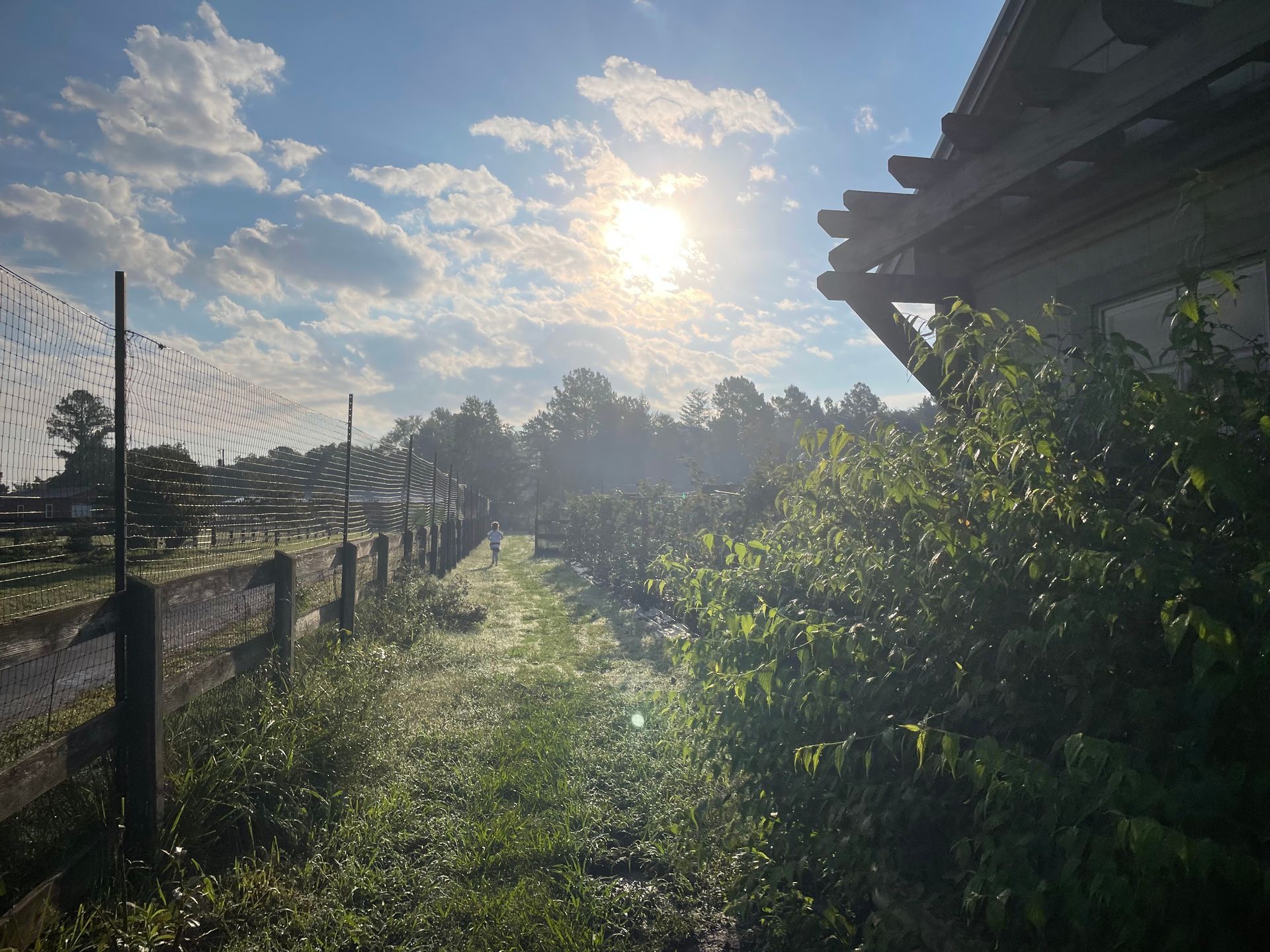 Sunlit path through a garden, wooden fence, lush green foliage. Sky is blue with clouds, bright sun.