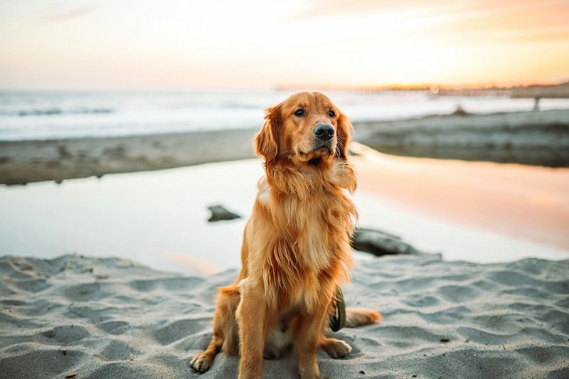 Dog on the beach at sunset