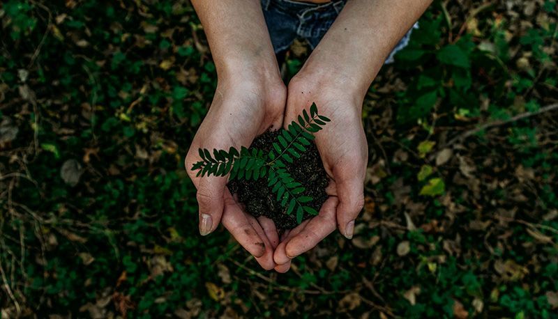 A person is holding a small plant in their hands.