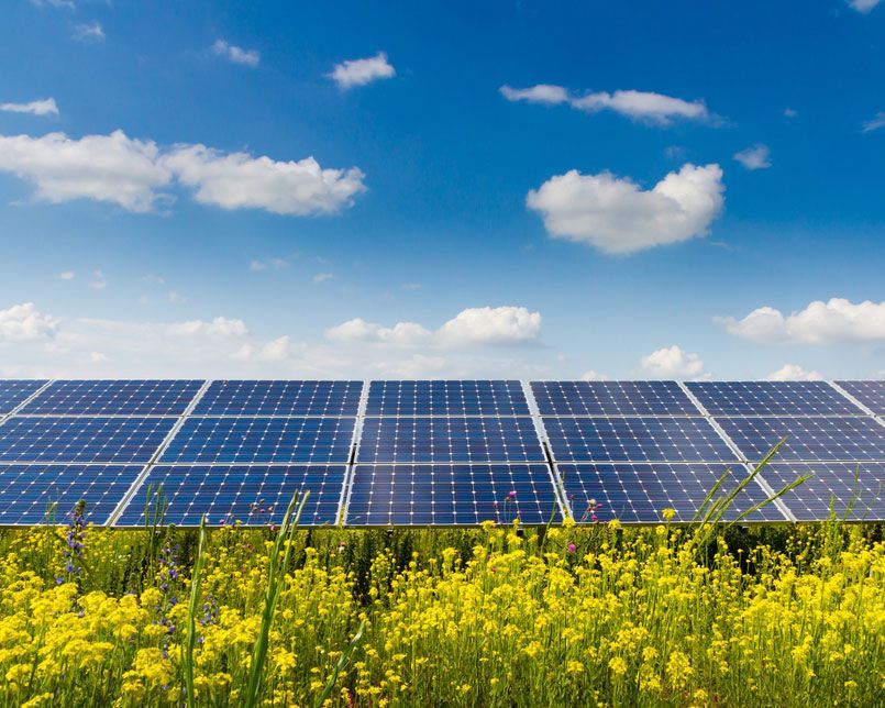 Field Of Yellow Flowers With Solar Panels In The Background — Efficient Solar Panels in Armidale