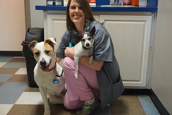 Dog Veterinarian  Louisville Dog Hospital