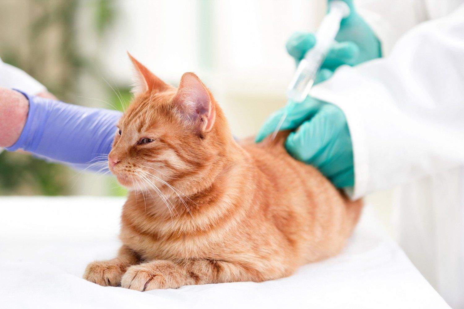 Veterinarian Giving Vaccine On Cat — Louisville, KY — Dixie Animal Hospital
