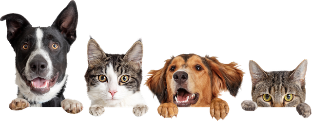 Dog & Cat Boarding in Louisville, KY - Hurstbourne Animal Hospital