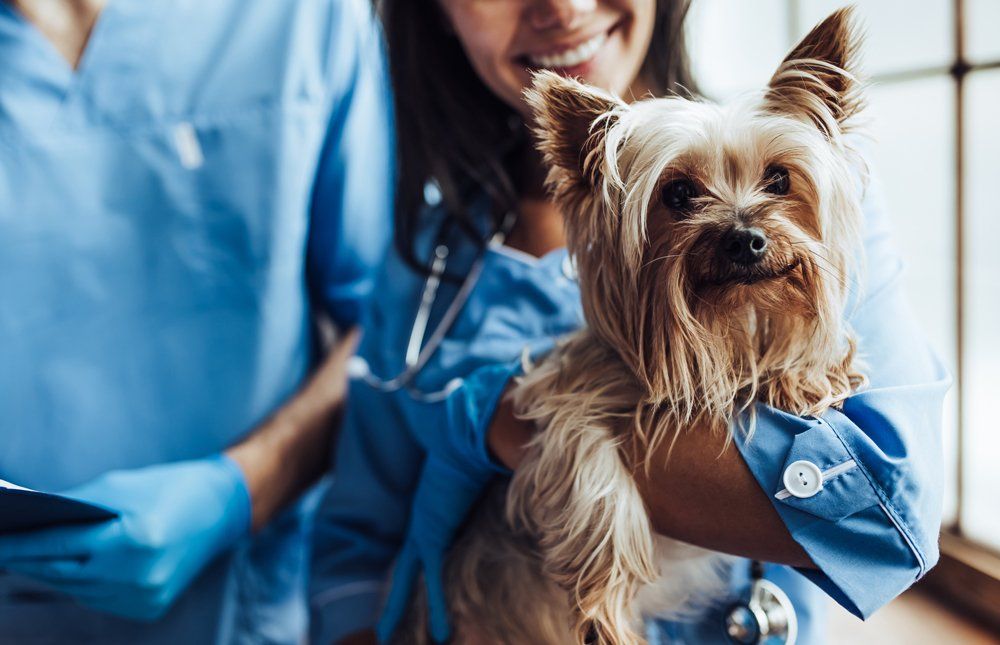 Girl Veterinarian Holding a Dog  — Louisville, KY — Dixie Animal Hospital