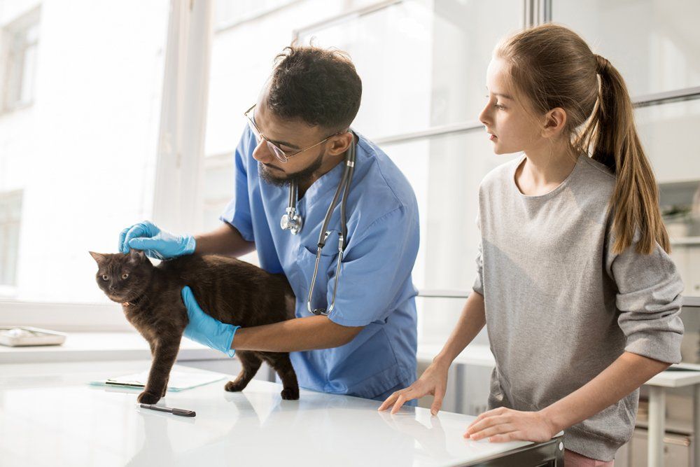 Veterinary Checking-up the Cat — Louisville, KY — Dixie Animal Hospital