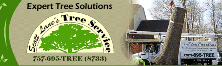Tree Service in Chesapeake, VA | Scott Lanes Tree Service
