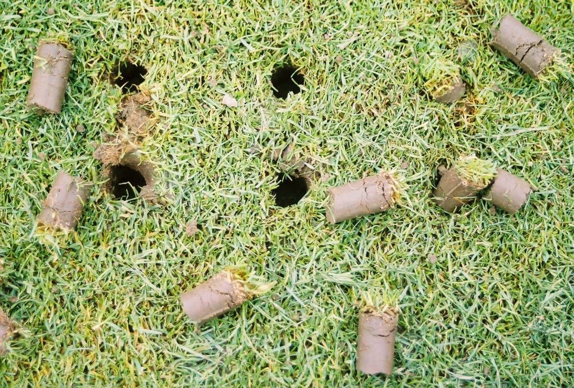Lawn with holes and soil plugs from aeration, green grass.