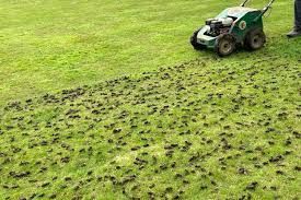 Lawn aerator on grass, creating holes and leaving soil plugs. Green lawn, daytime.