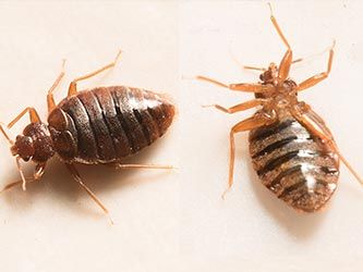 Two Bed Bugs — Little River, SC — Strand Termite & Pest Control Company