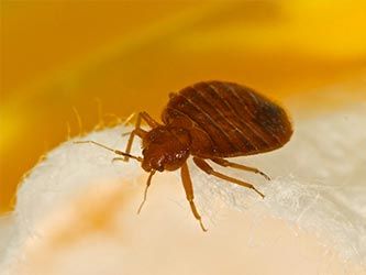 Bed Bug — Little River, SC — Strand Termite & Pest Control Company