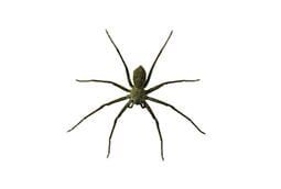 Spider — Little River, SC — Strand Termite & Pest Control Company
