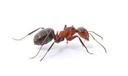 Ant — Little River, SC — Strand Termite & Pest Control Company