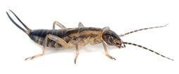 Cricket — Little River, SC — Strand Termite & Pest Control Company