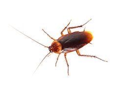 Cockroach — Little River, SC — Strand Termite & Pest Control Company