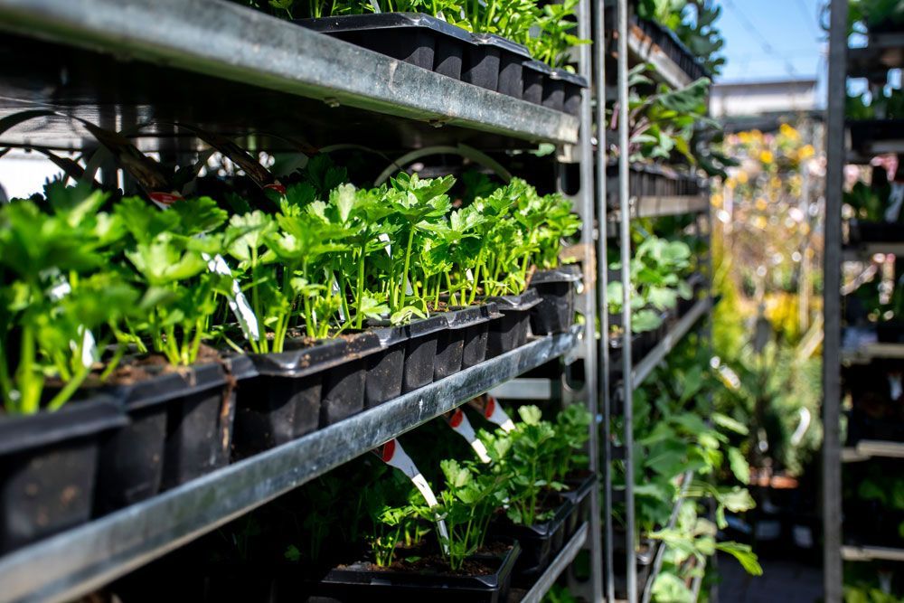A row of shelves filled with potted plants in a greenhouse.