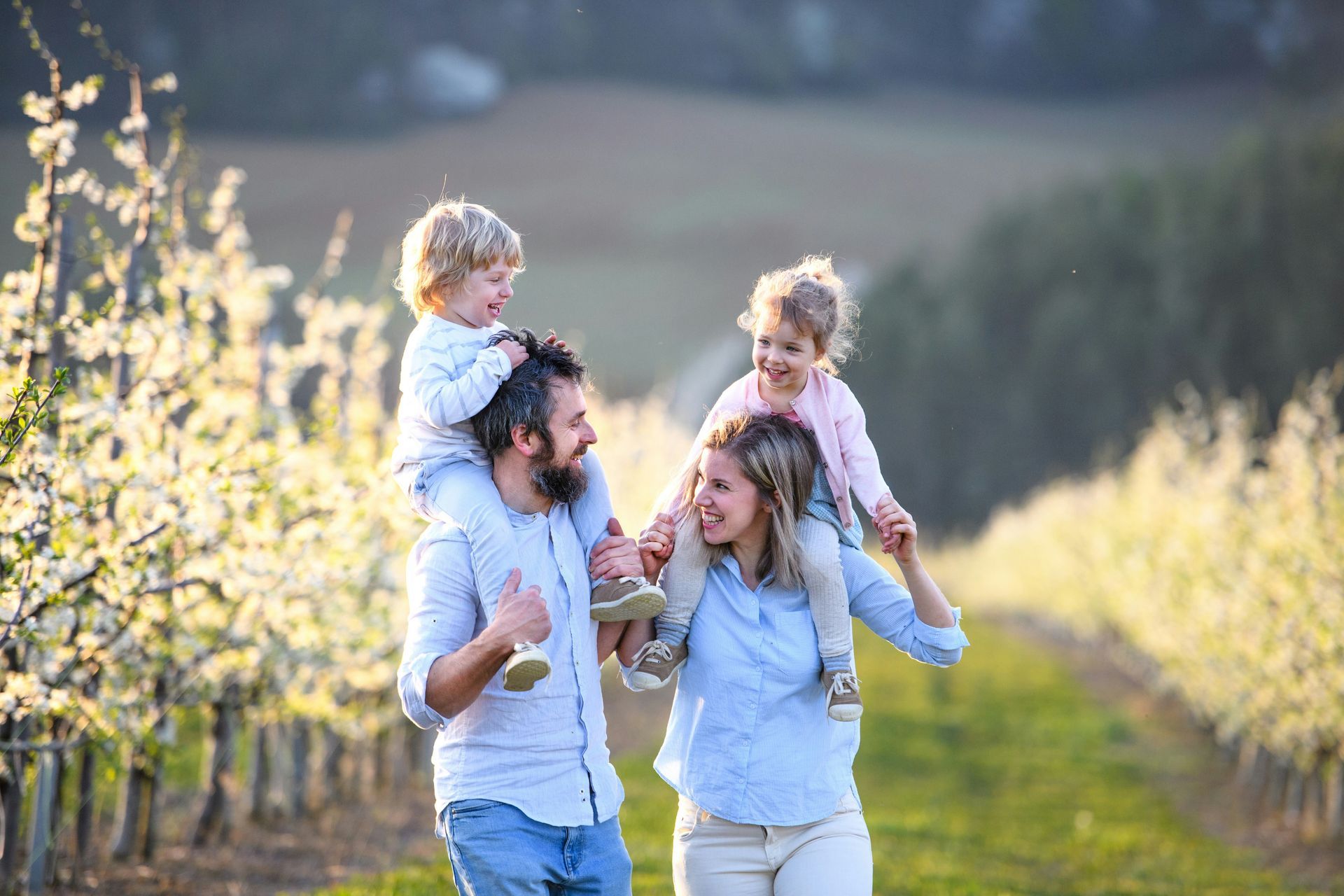 Family walking, children on shoulders, through blooming orchard; sunny day.