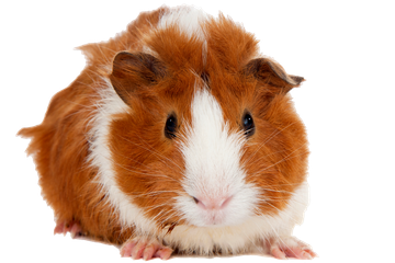 Baby Abyssinian Guinea Pig - Freetown, MA - Doctor Bonnie’s Pet House Calls