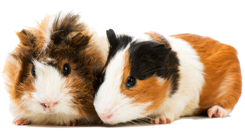 Pair of Cute Guinea Pigs - Freetown, MA - Doctor Bonnie’s Pet House Calls