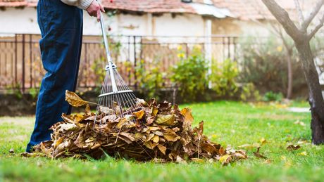 Collecting Fallen Leaves — Calico Rock, AR — Affordable Stump & Lawn