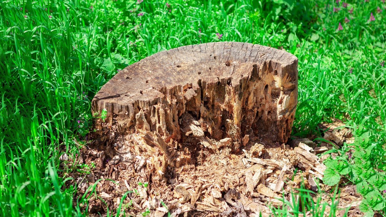 Termites Infested Stump — Calico Rock, AR — Affordable Stump & Lawn
