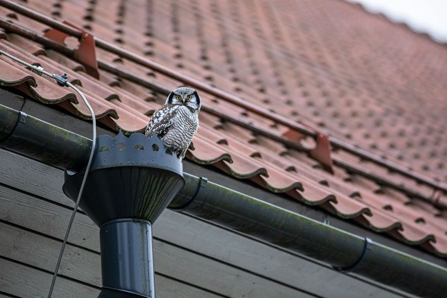 A northern hawk-owl sits perched on the edge of a dark metal gutter against a tiled red roof.