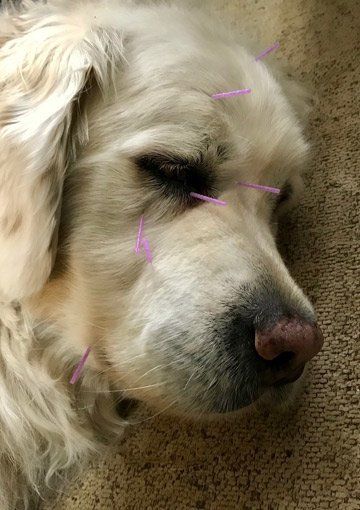 dog getting acupuncture