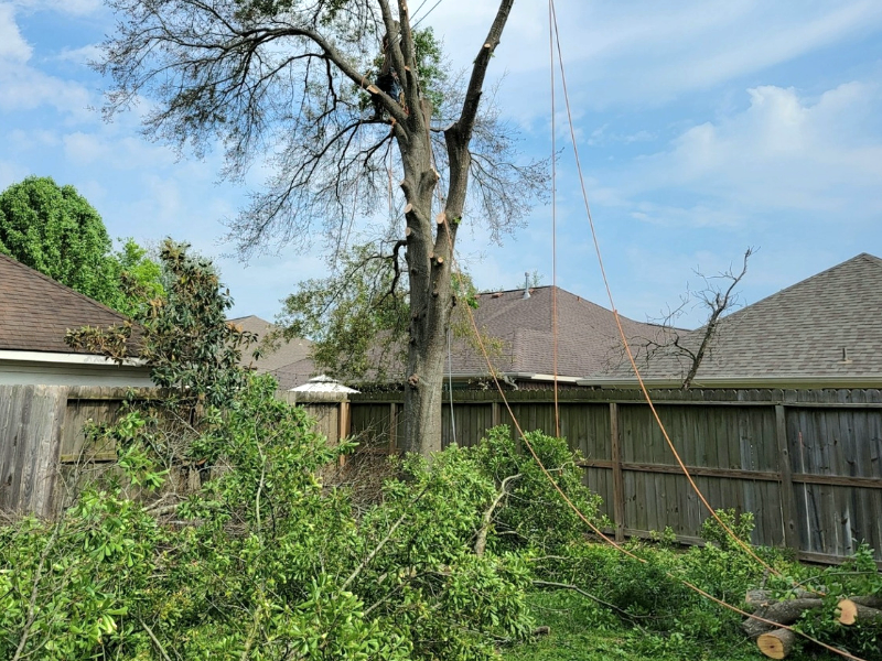 Tree Removal Spring TX | Texas Tree Care