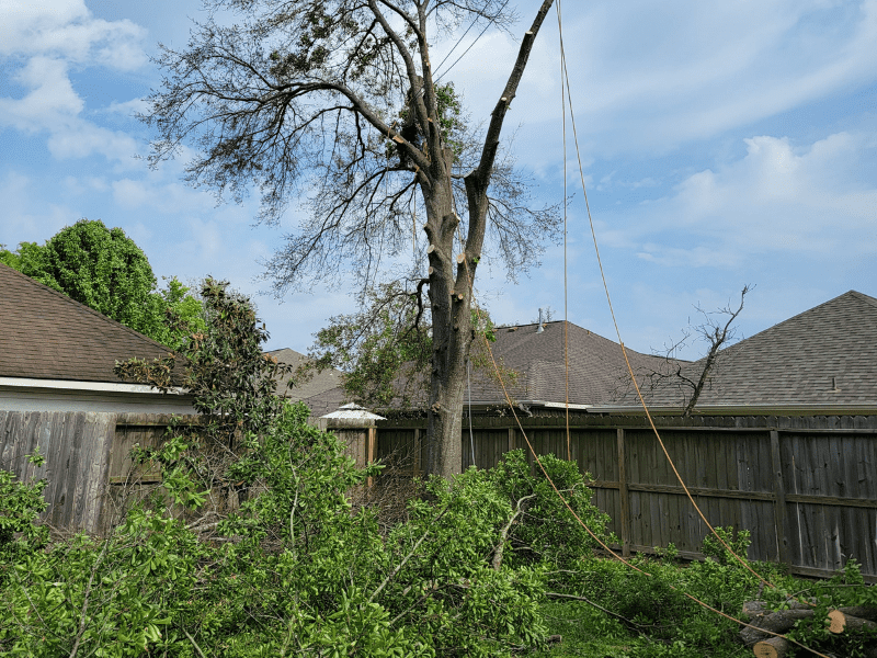 Before tree removal of an oak tree | Texas Tree Care