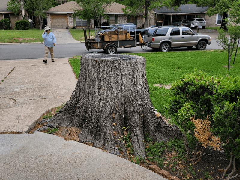 Before stump grinding service of a huge oak tree stump by Texas Tree Care - 3-25-23
