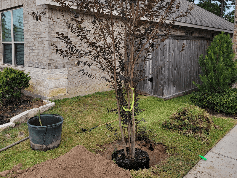 Tree Planting Service Spring TX | Crape Myrtle | Texas Tree Care