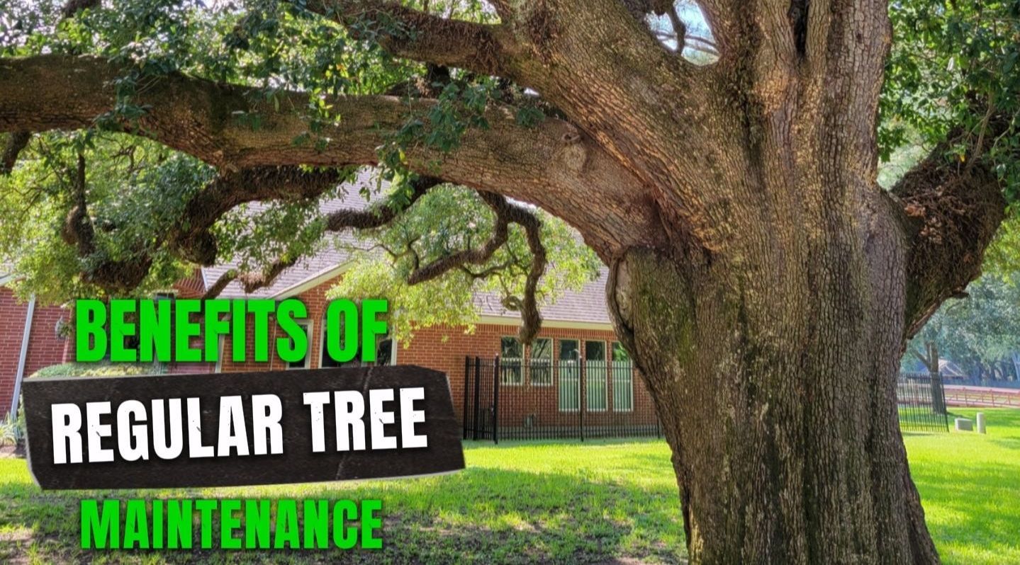 Benefits of Regular Tree Maintenance | Texas Tree Care Blog