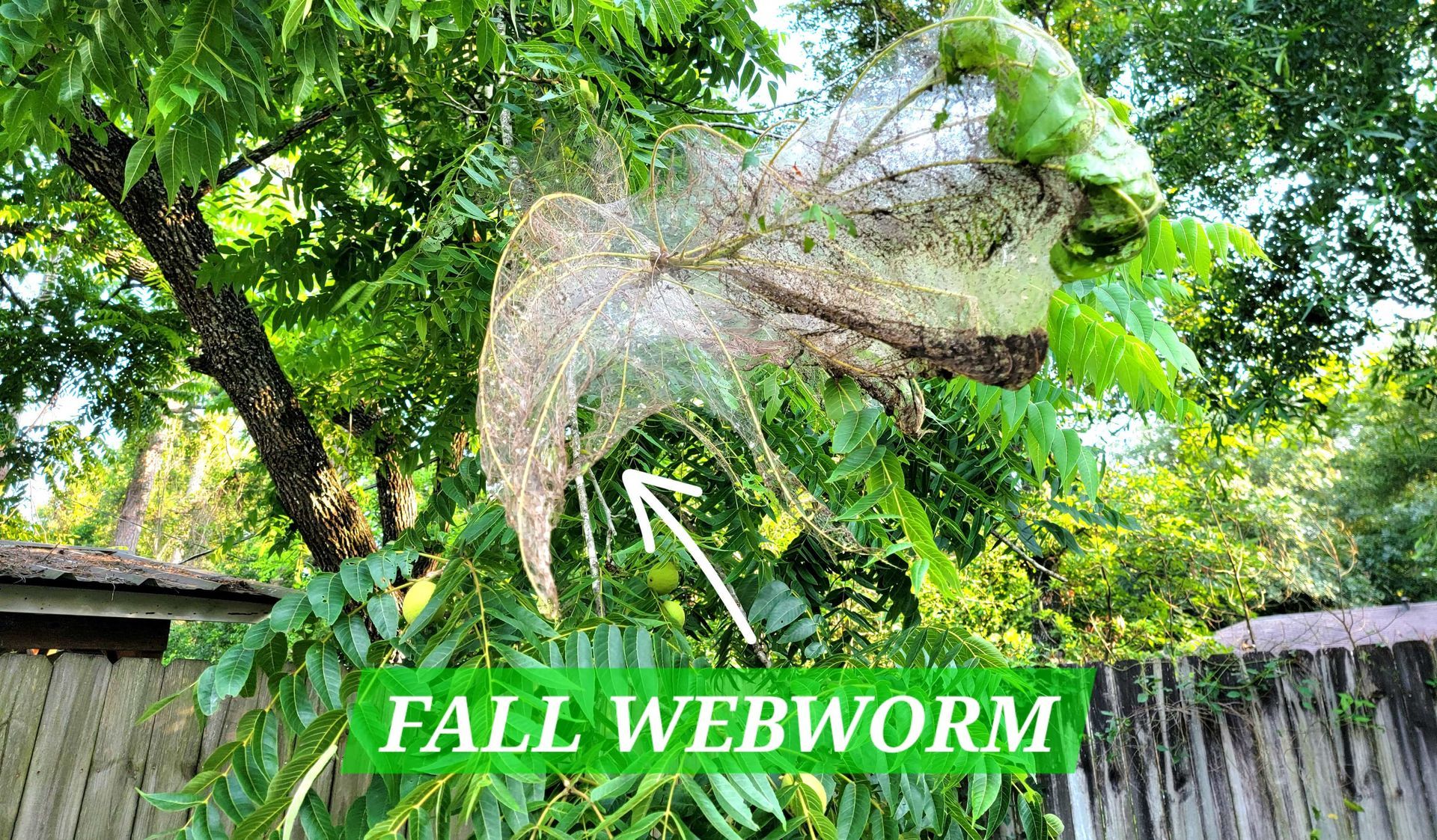 Fall Webworm: How to get rid of Fall Webworm | Texas Tree Care