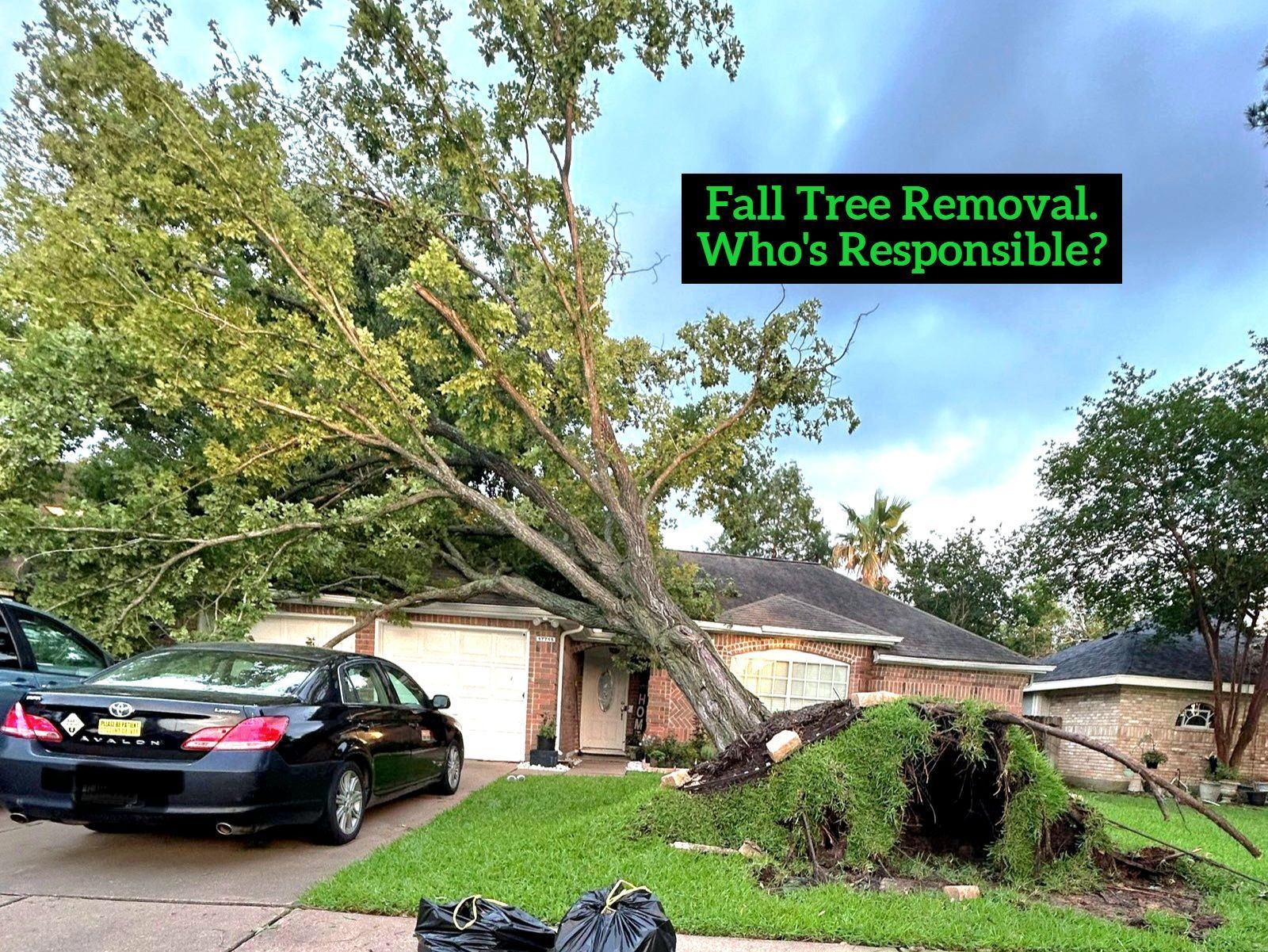 Who is Responsible for Fallen Tree Removal? | Texas Tree Care