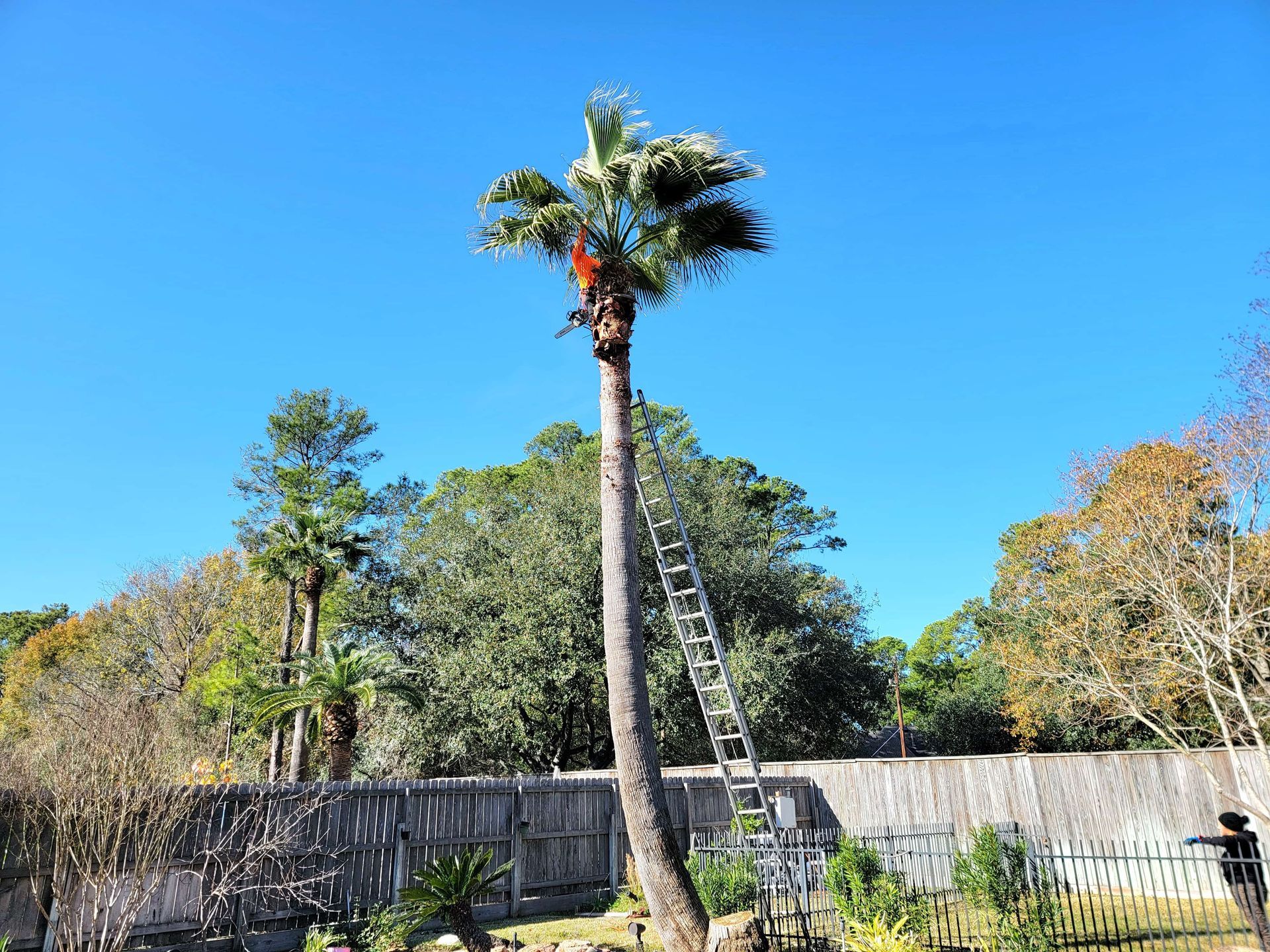 Houston Tree Service | Texas Tree Care