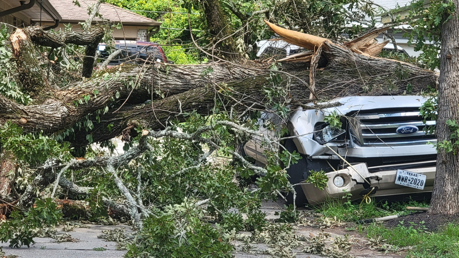 Fallen Tree on a Car During a Wind Storm in The Houston Area