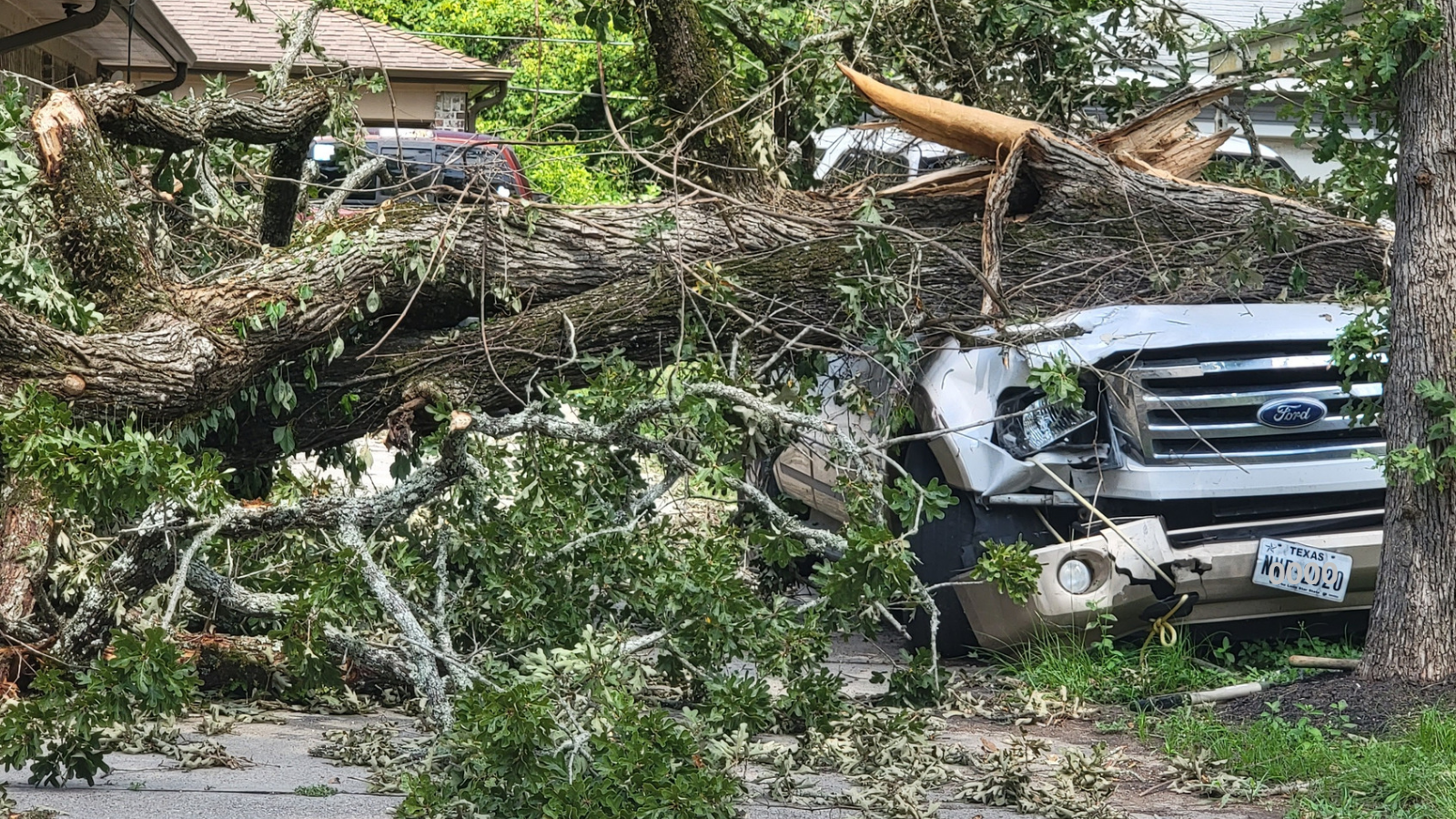 Emergency tree removal of a fallen tree on a car