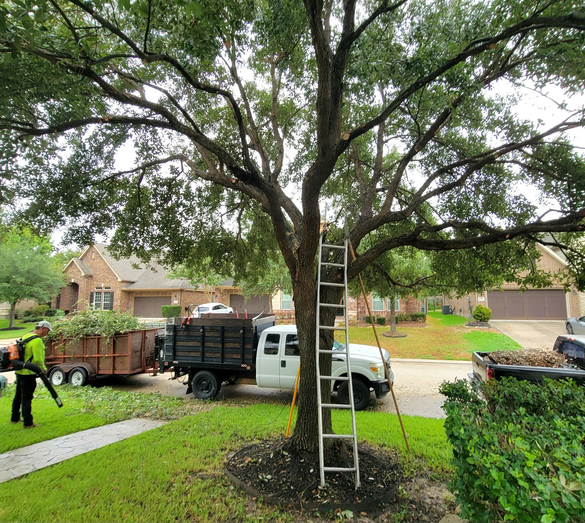 Professional Tree Service in Spring, TX Trimming Trees by Texas Tree Care