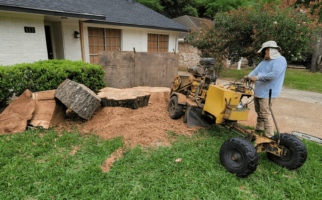 Stump grinding a huge oak tree stump using a stump grinder | Texas Tree Care in Spring, TX